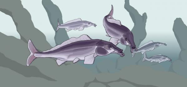 Kanuma