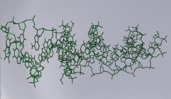 DNA